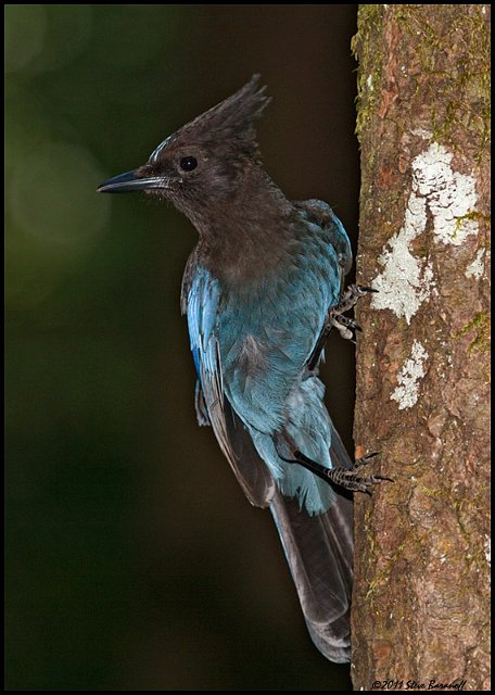 _1SB6378 stellers jay.jpg